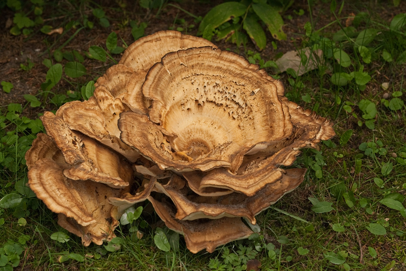 Meripilus giganteus Giant Mushroom Reuzenzwam